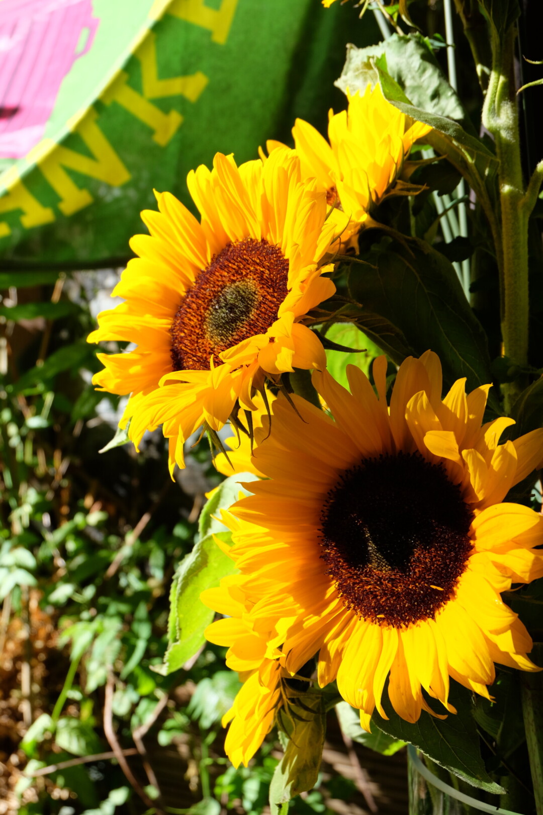 Save the Date - Sommerfest Grüne Fraktion und des Grünen Kreisverbands Xhain